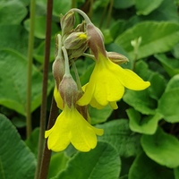 Primula florindae